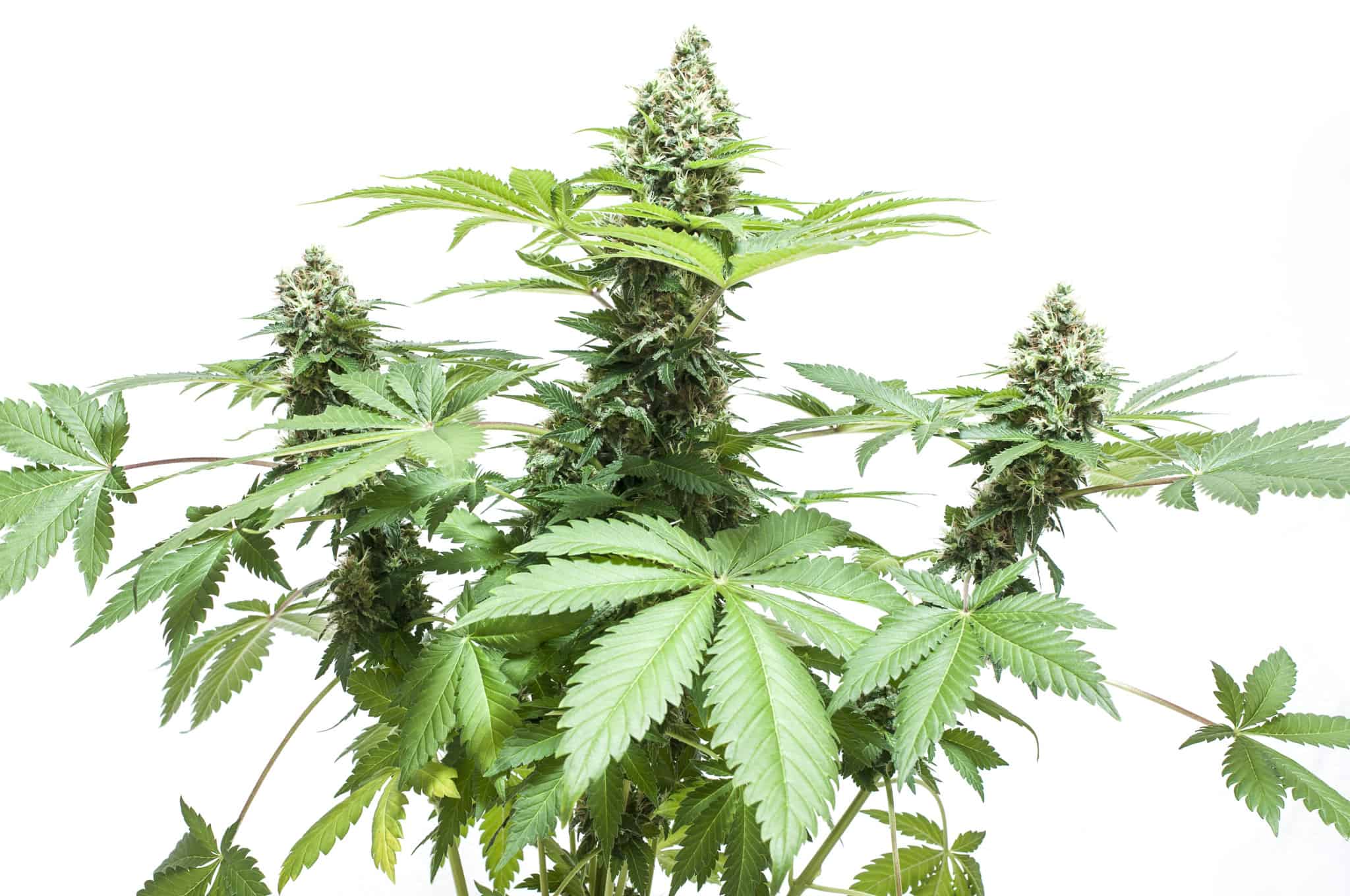 cannabis sativa extract